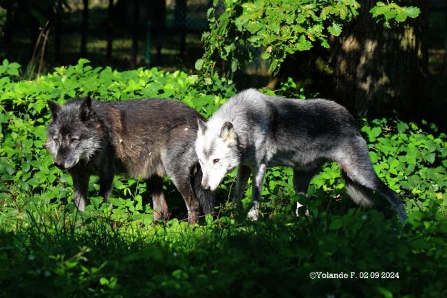 Charly et Hoonah