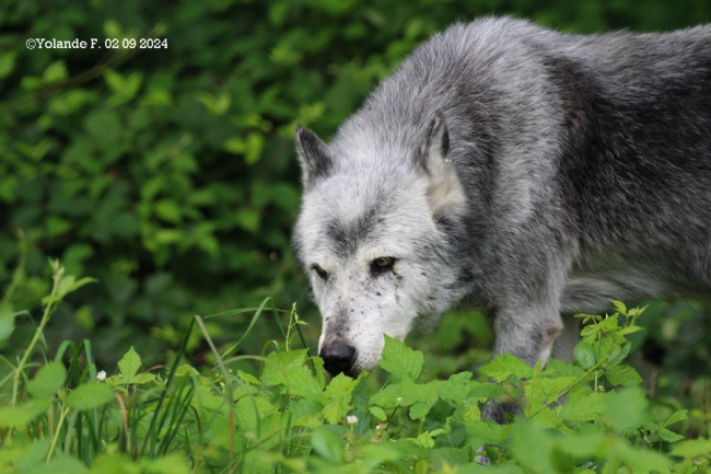 Hoonah