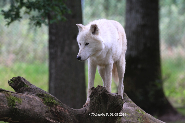 Kayla sur le tronc d'arbre