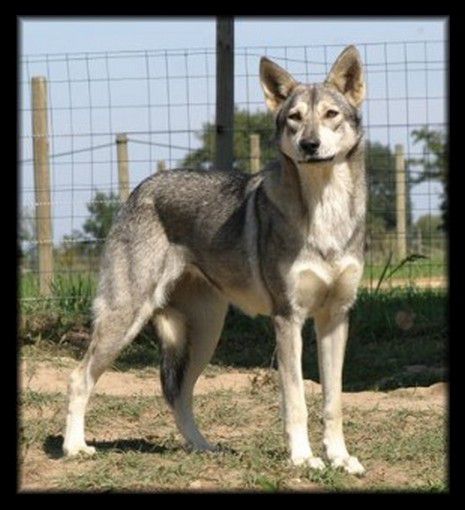 Chien loup de Saarloos