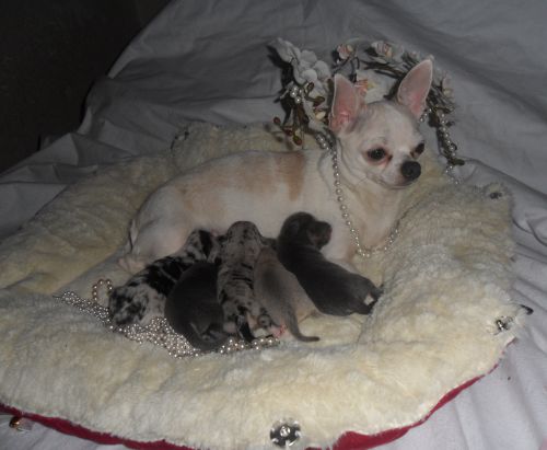 Kissi et ses bébés