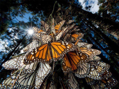 Papillons 2 Monarques.jpg