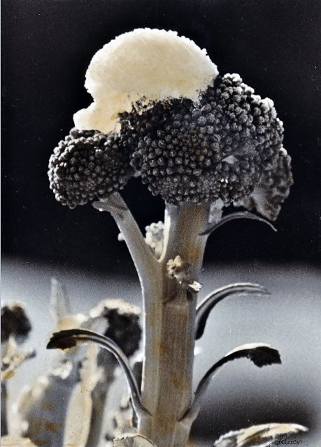 Le brocoli sous la neige