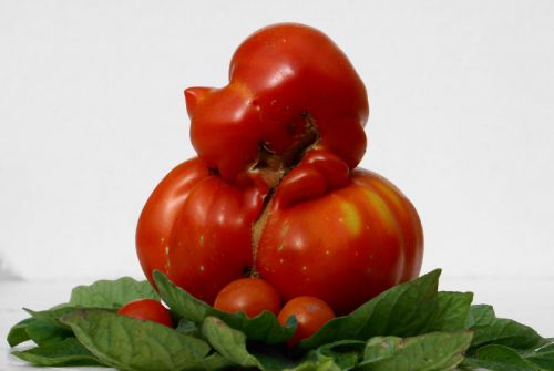 La tomate couveuse