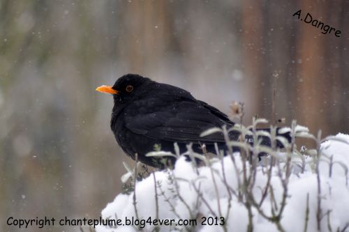 Magnifique merle dans la neige près à bondir sur son repas !