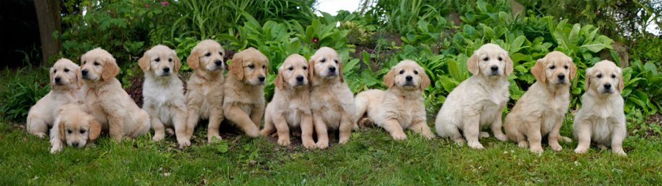 Album photos de vos Golden Retriever, nés chez les Gold Chorus