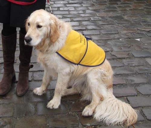 Hachiko Ikeep (élève chien d'assistance)