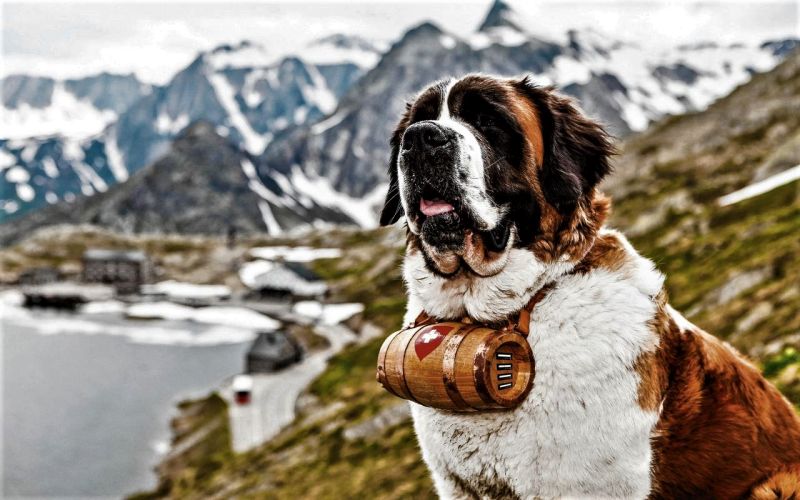 Chien saint bernard.jpg