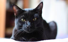 chat noir.jpg