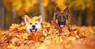 animaux en automne.jpg