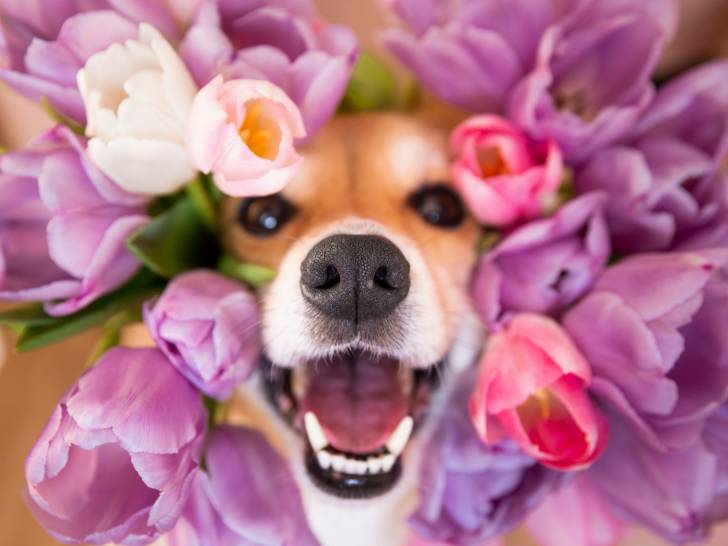 chiens et fleurs.jpg
