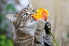 des chats et des fleurs.jpg