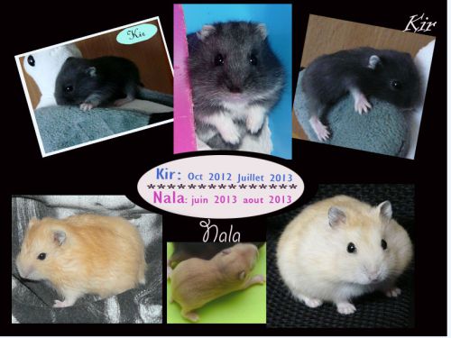 Kir et Nala : deux hamsters nains russes