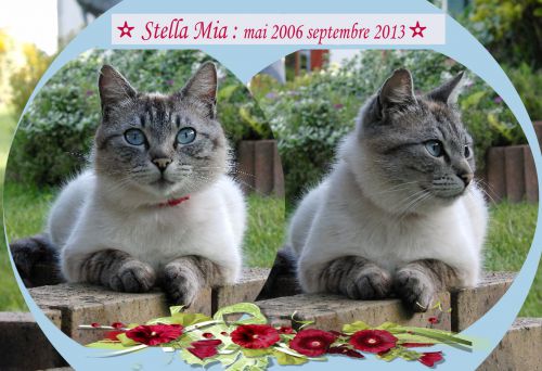 Stella/Mia chatte x siamois 2006/2013