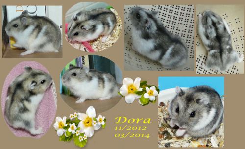 Dora hamster femelle agouti et blanche