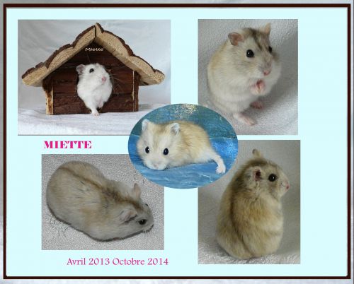 Miette femelle hamster nain russe couleur camel. Une maladie l'a emportée.