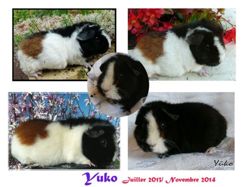 Yuko femelle Us teddy tricolore: une maladie nous l'a enlevé trop tôt...