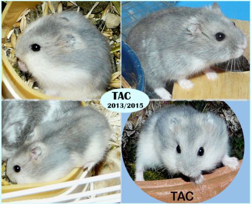 Tac hamster russe saphir et blanc, très gentil, il est mort de vieillesse.