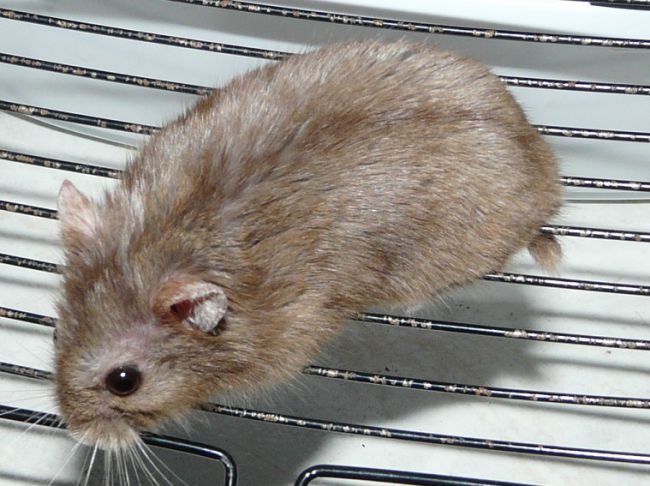 NELL Hamster nain russe femelle couleur chocolat, adoptée vers 4/5mois, partie à 7 mois.