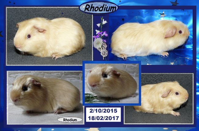 Rhodium mon beau mâle UPl crème satin qui venait de Belgique / Hélas, décédé en février 2017 à 16 mois.C'était comme Cajou, un de mes chouchous