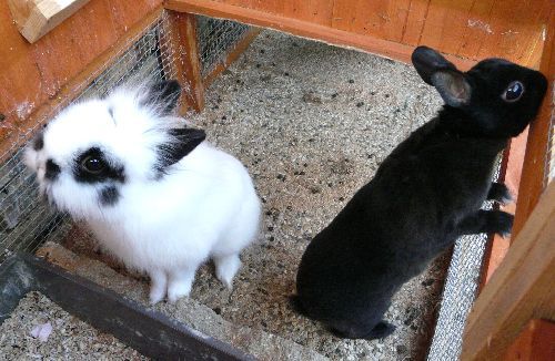 Toffy et Chipie rex noire ( à une amie), ils ont eu 3 bébés ensembles.