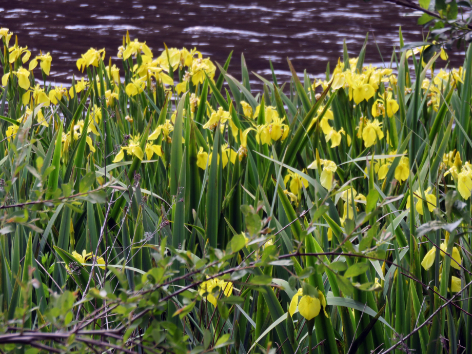 Brocéliande 2019 mai 032pm.jpg