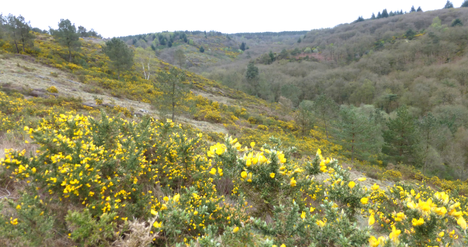 Broceliande 2 avril 2014 069.JPG