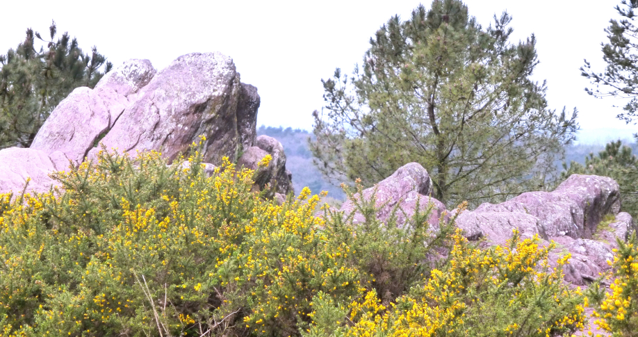 Broceliande 2 avril 2014 070.JPG