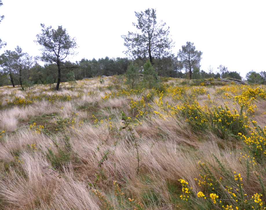 Broceliande 2 avril 2014 074.JPG