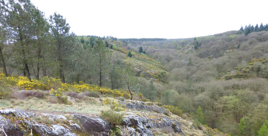 Broceliande 2 avril 2014 085.JPG