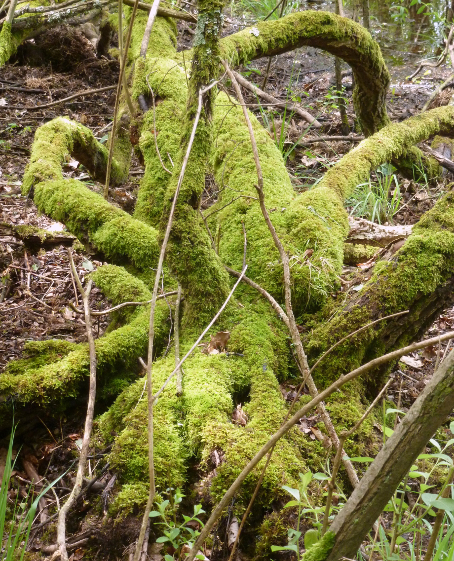 Brocéliande juin 2012 192.JPG