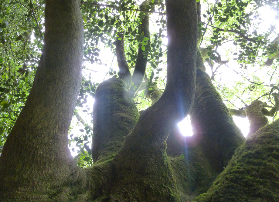 Brocéliande juin 2012 022.JPG