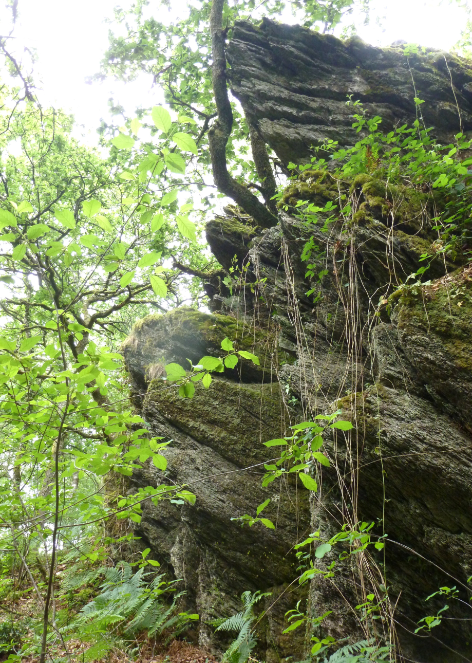 Brocéliande juin 2012 064.JPG