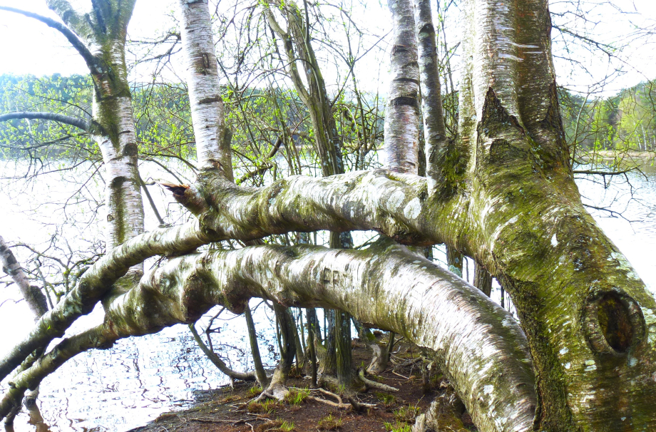 Brocéliande avril 2014 011.JPG