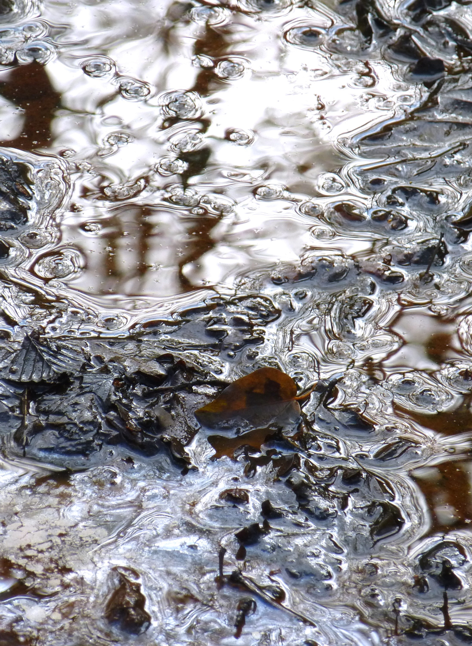 brocéliande 14 avril 2014 132.JPG