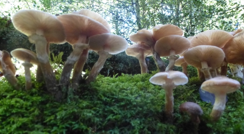 champignons octobre2013 042pm.jpg