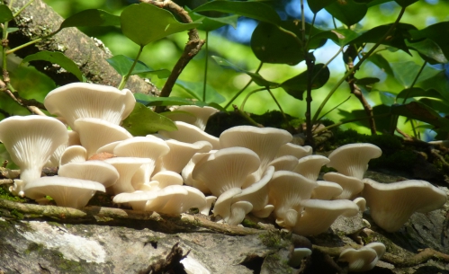 champignons octobre2013 084pm.jpg