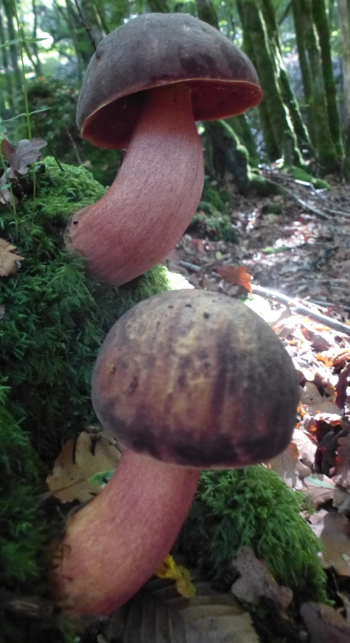 champignons octobre2013 115pm.jpg