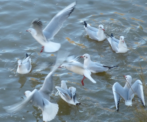 mouettes et divers jan 2014 099pmjpg.jpg