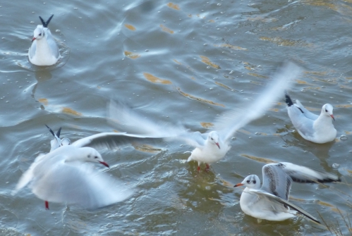 mouettes et divers jan 2014 089pm.jpg