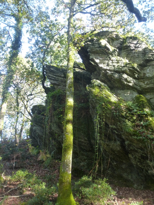 broceliande octobre 2014 368pm.jpg