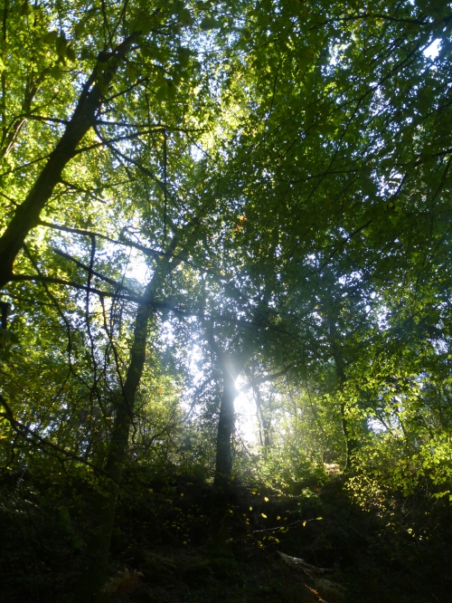 broceliande octobre 2014 453pm.jpg