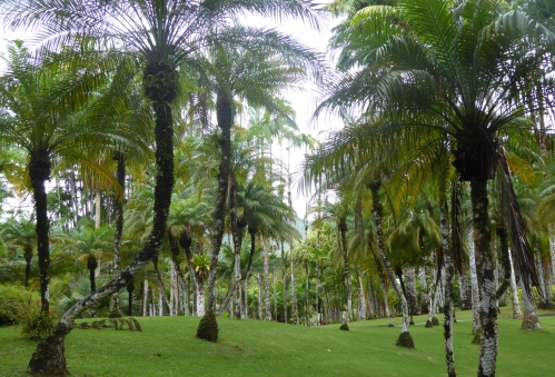 martinique Début jan 2015 270pm.jpg