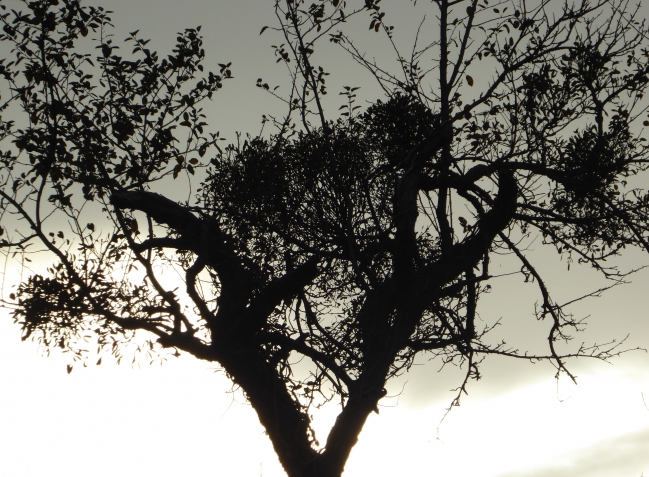 La FLORA 6  décembre 2015 345pm.jpg