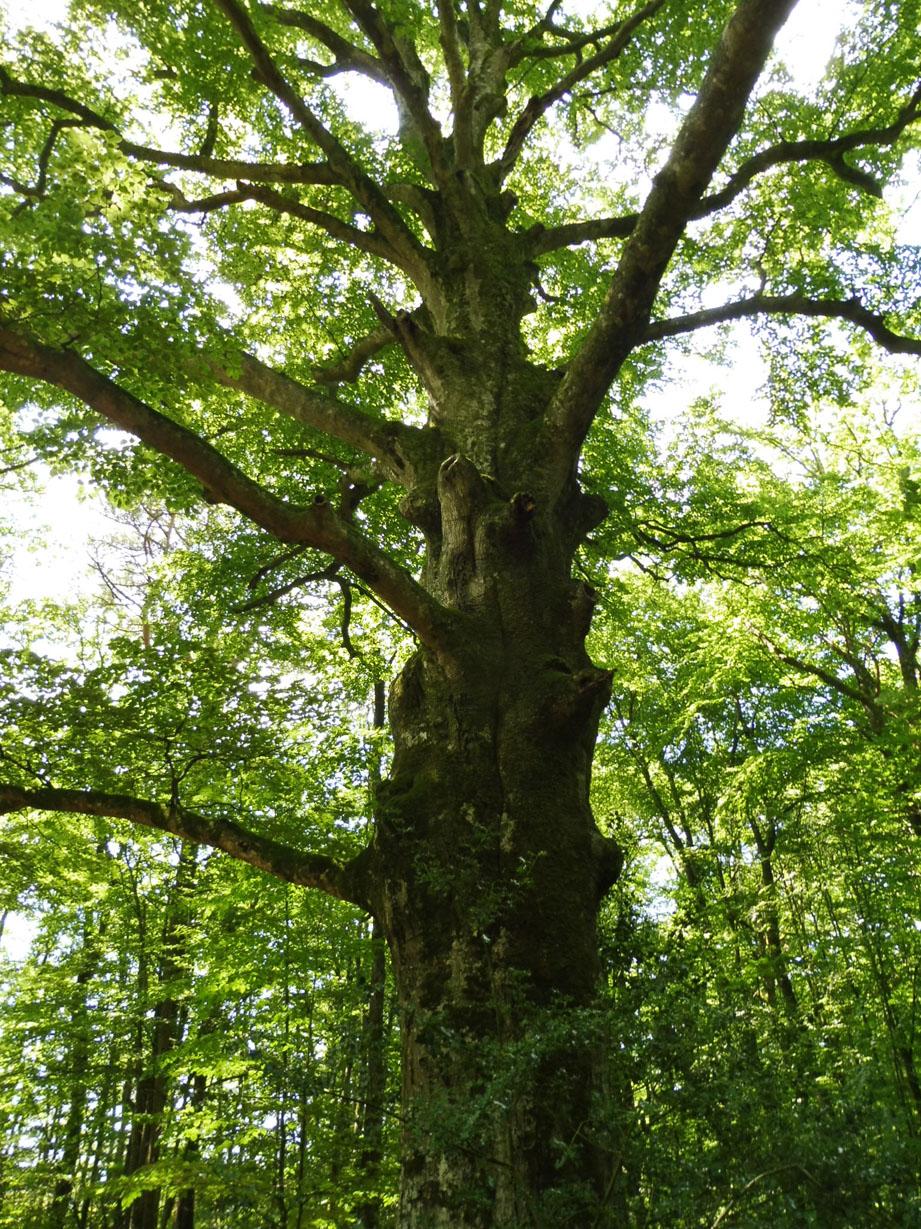 Brocéliande 06 07 2017 102pm.jpg