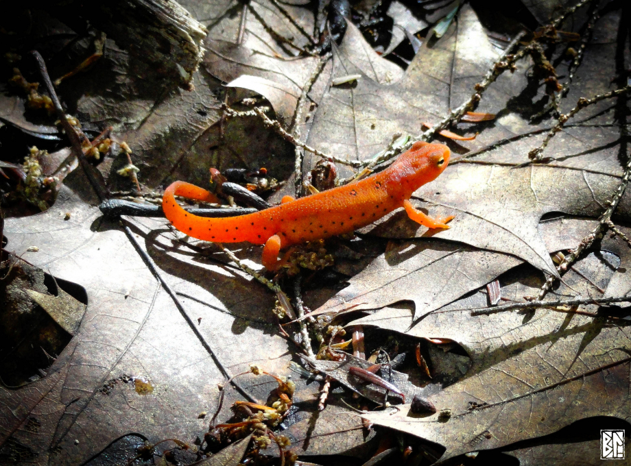 salamander leavespm.jpg