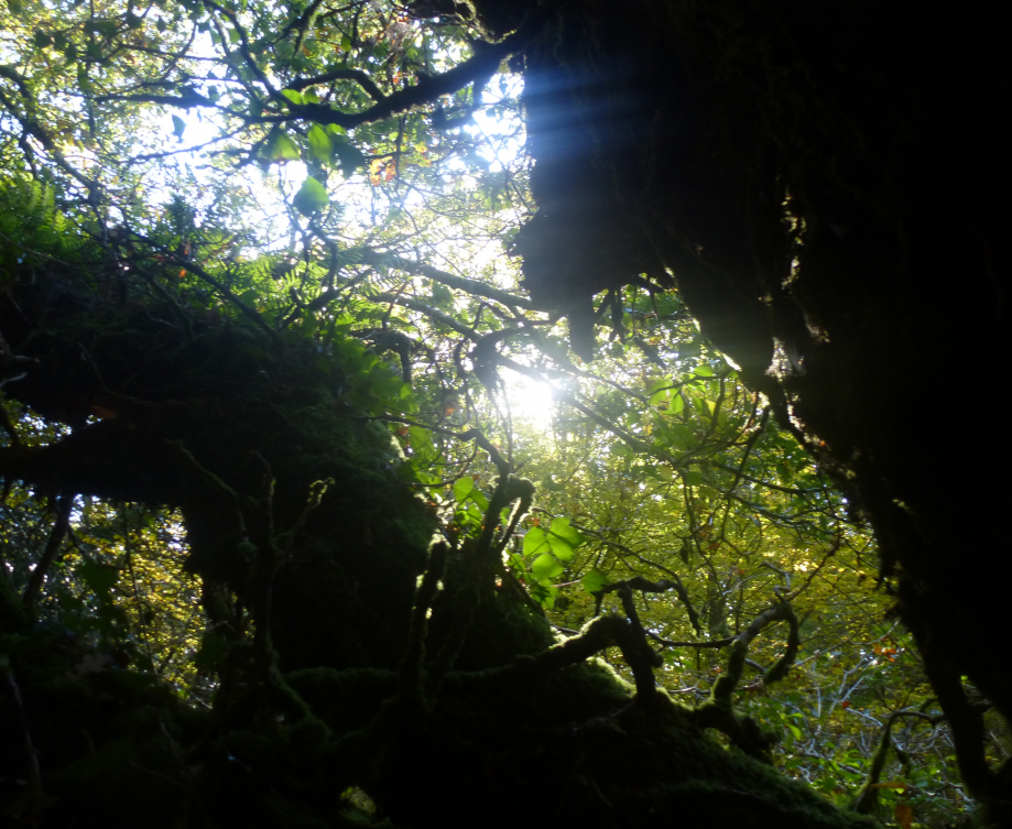 broceliande octobre 2014 506pm.jpg