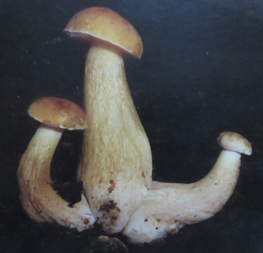 Champignons 2 2019 446pm.jpg