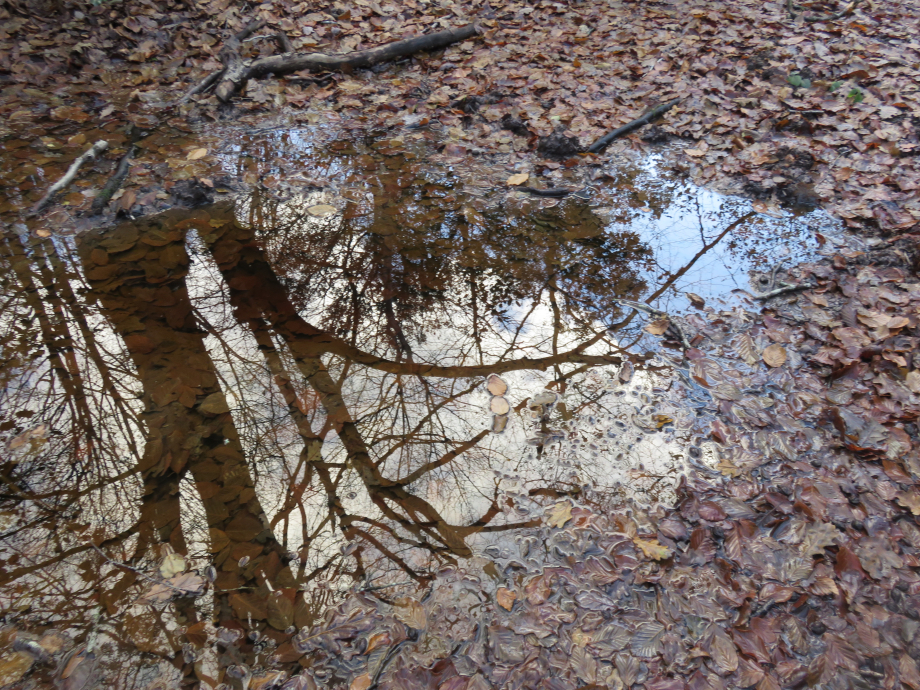 Foret Décembre 2019 046.JPG