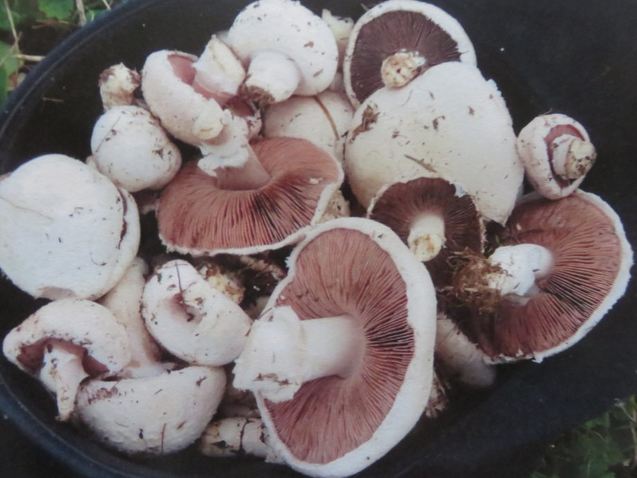 Champignons 2 2019 454pm.jpg